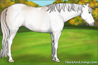 Horse Color:Gray Silver Sable Champagne Dun Tobiano Rabicano