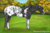 Horse Color:White Spotted Black Splash Tobiano Frame Appaloosa
