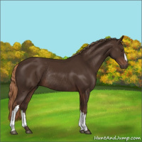 Horse Color:Liver Chestnut Rabicano 