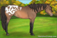 Horse Color:Bay Appaloosa 