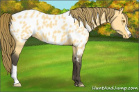 Horse Color:Buckskin Dun Appaloosa 