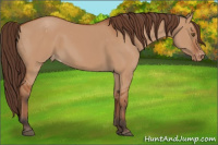 Horse Color:Bay Dun Sabino Varnish