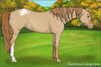 Horse Color:Red Dun Appaloosa 