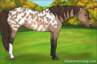 Horse Color:Bay Dun Appaloosa 
