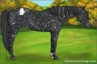Horse Color:Black Appaloosa 