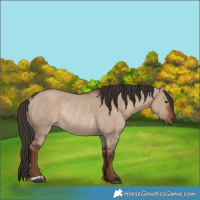 Horse Color:Liver Red Dun Rabicano 