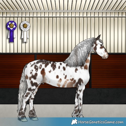 Horse Color:White Spotted Silver Brown Leopard 