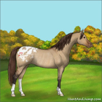 Horse Color:Buckskin Roan Dun Appaloosa Rabicano 