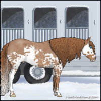 Horse Color:Red Roan Splash 
