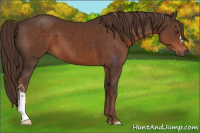Horse Color:Liver Chestnut 