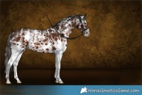 Horse Color:Liver Chestnut Sabino 