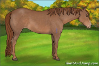 Horse Color:Chestnut Appaloosa 
