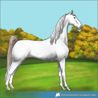 Horse Color:Gold Champagne Sabino Blanket 