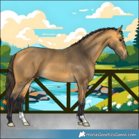 Horse Color:Buckskin 