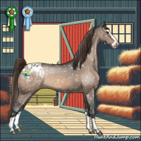 Horse Color:Brown Dun Splash Appaloosa 