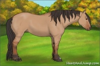 Horse Color:Bay Dun 