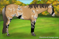 Horse Color:Buckskin Sabino 