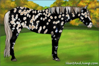 Horse Color:Buckskin Sabino Appaloosa 