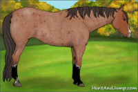 Horse Color:Bay Roan 