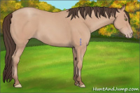 Horse Color:Amber Champagne Sabino 