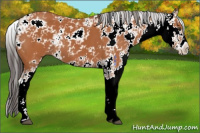 Horse Color:Bay Sabino 