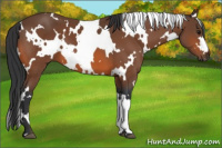 Horse Color:White Spotted Bay 