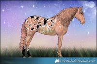 Horse Color:Watercolor Chestnut Appaloosa 