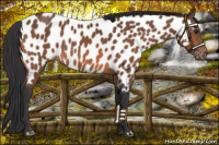 Horse Color:Bay Near Leopard 