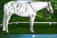 Horse Color:Black Appaloosa  and Black Appaloosa 