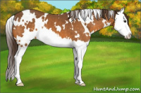 Horse Color:White Spotted Buckskin Splash Appaloosa 