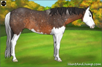 Horse Color:Buckskin Splash 