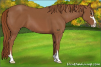 Horse Color:Chestnut Sabino 