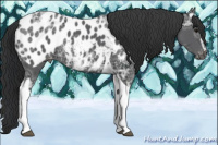 Horse Color:Black Ice Sabino Tobiano Appaloosa
