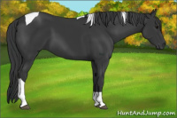 Horse Color:Black Tobiano 