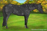Horse Color:Black 