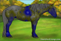 Horse Color:ERROR: UNKNOWN ANOMALY