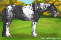 Horse Color:Black Tobiano 