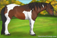 Horse Color:Bay Tobiano 