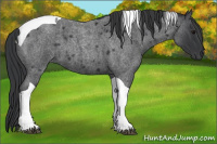 Horse Color:Blue Roan Tobiano 
