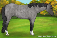 Horse Color:Blue Roan 