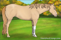 Horse Color:Gold Champagne 