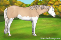 Horse Color:Gold Champagne Splash
