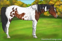 Horse Color:Bay Tobiano Appaloosa 