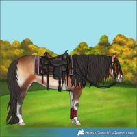 Horse Color:Bay Onyx 