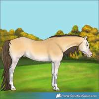 Horse Color:Amber Cream Champagne Onyx 