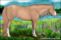 Horse Color:Gold Champagne