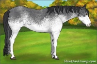 Horse Color:White Spotted Blue Roan 