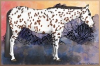 Horse Color:Bay Appaloosa 
