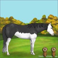 Horse Color:Black Splash 