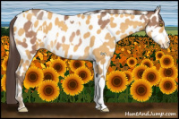 Horse Color:Amber Champagne Appaloosa  and Amber Cream Champagne Appaloosa 
